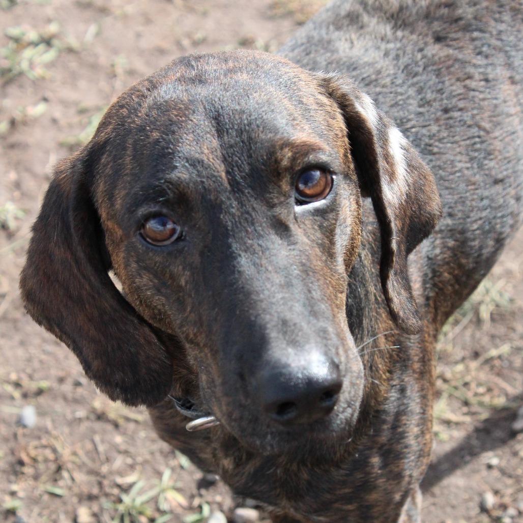 Enlarge George, a Adoptable Black and Tan Coonhound in Pagosa Springs, CO image 4/5