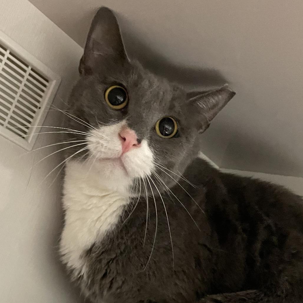 Enlarge Gray, a Adoptable Domestic Short Hair in Redwood City, CA image 1/4