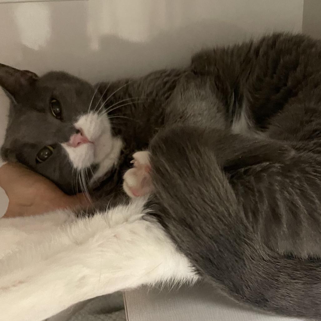 Enlarge Gray, a Adoptable Domestic Short Hair in Redwood City, CA image 2/4