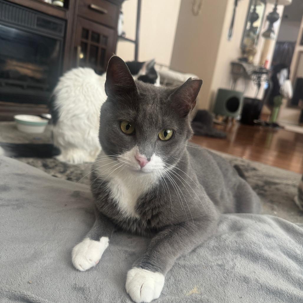 Enlarge Gray, a Adoptable Domestic Short Hair in Redwood City, CA image 1/2