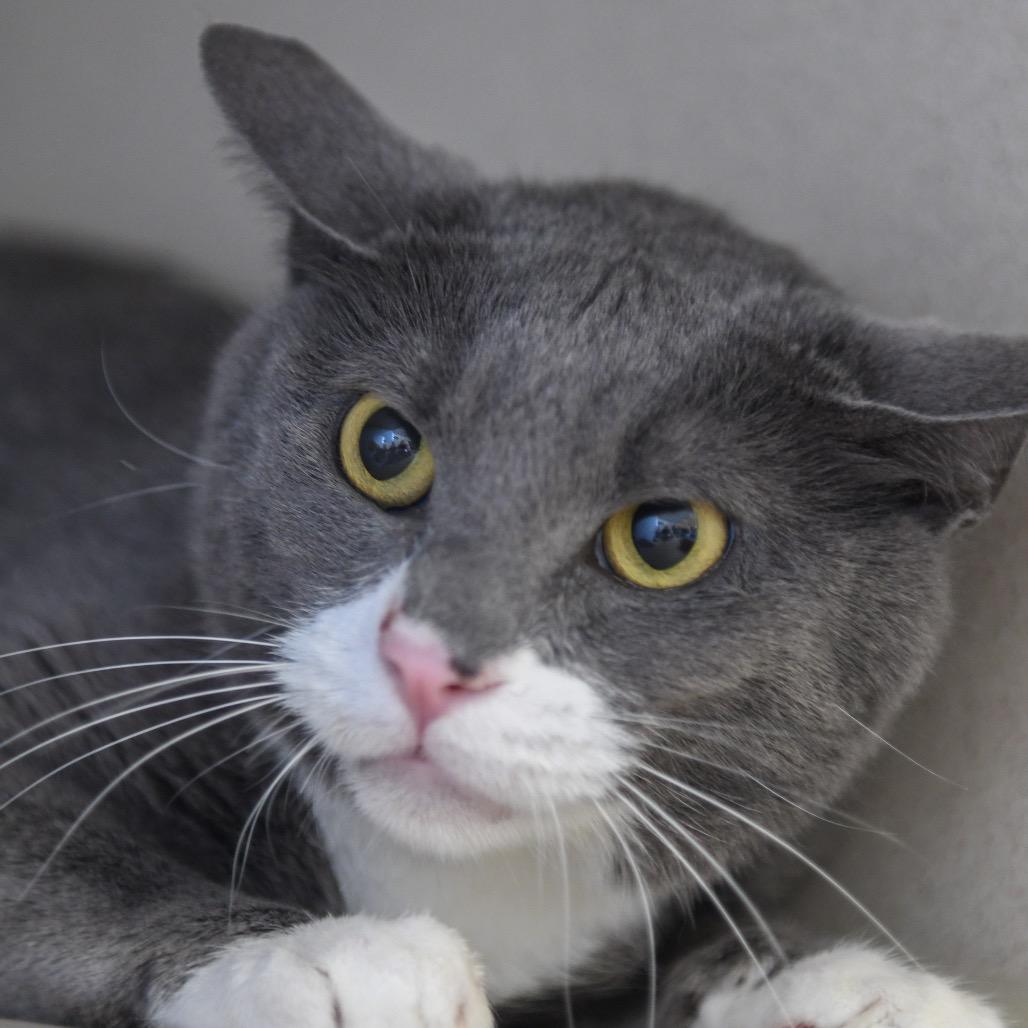Enlarge Gray, a Adoptable Domestic Short Hair in Redwood City, CA image 2/2