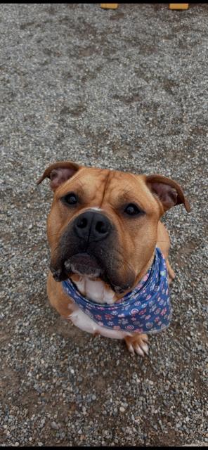 Enlarge George, a ADOPTABLE mixed breed in Lima, OH image 1/2