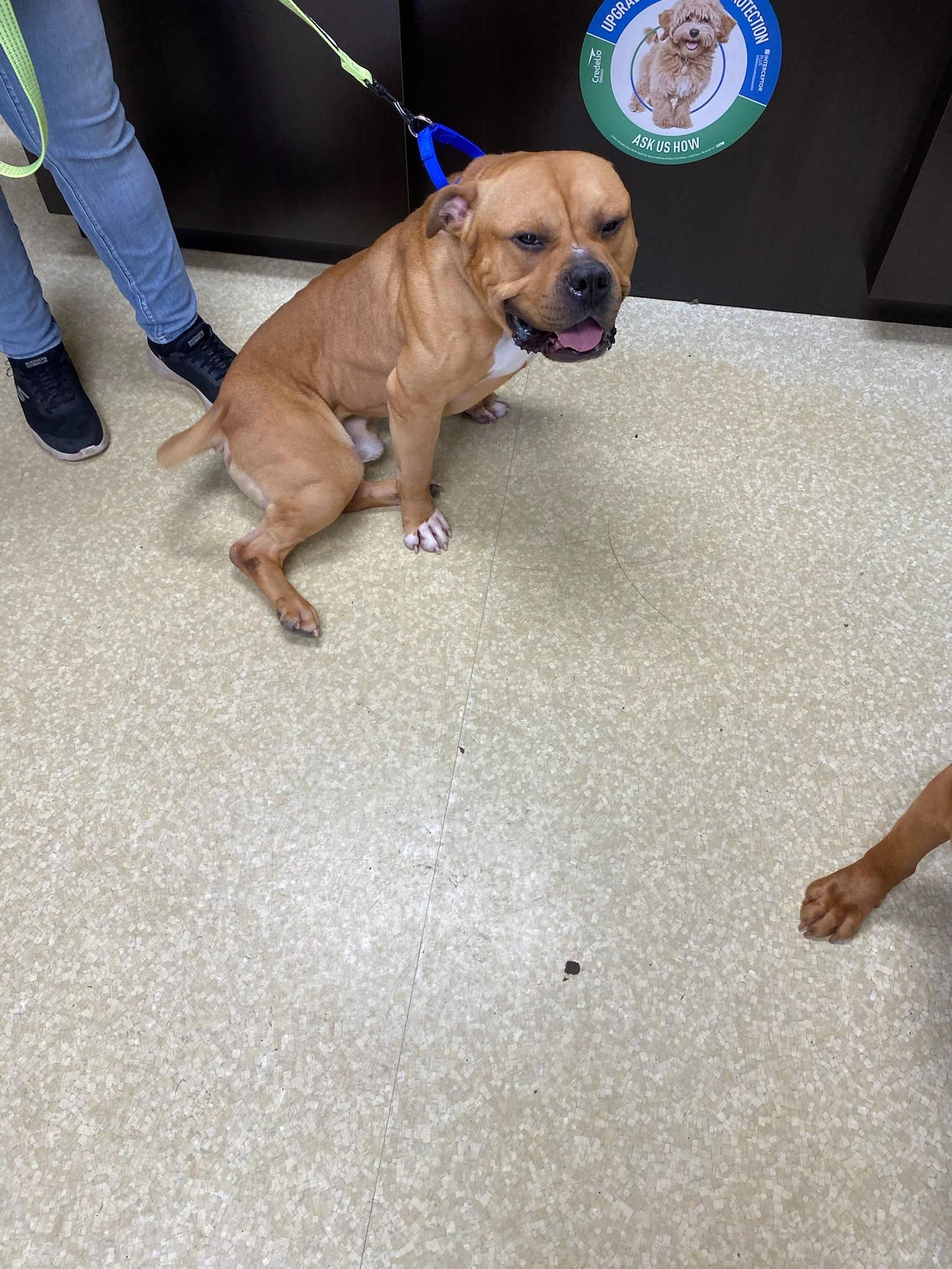 Enlarge George, a ADOPTABLE mixed breed in Lima, OH image 2/2