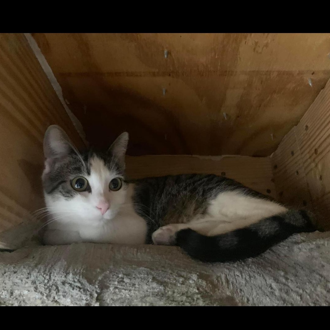 Brenda, an adopted Domestic Medium Hair in Verona, PA_image-1