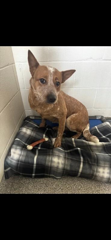 Enlarge Rosa Barks, a Adoptable Australian Cattle Dog / Blue Heeler in Georgetown, OH image 1/1