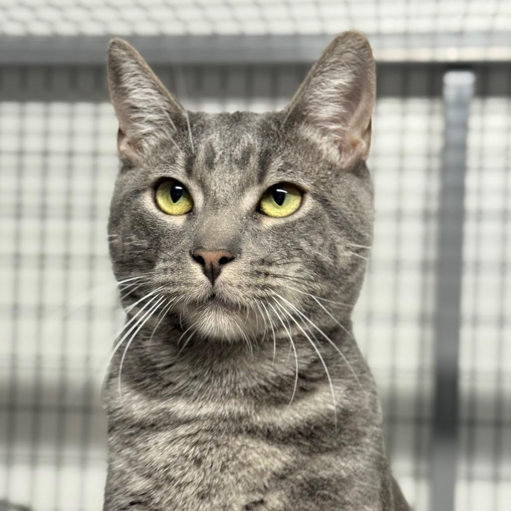 Phoenix, Adoptable, Young Male Domestic Short Hair.