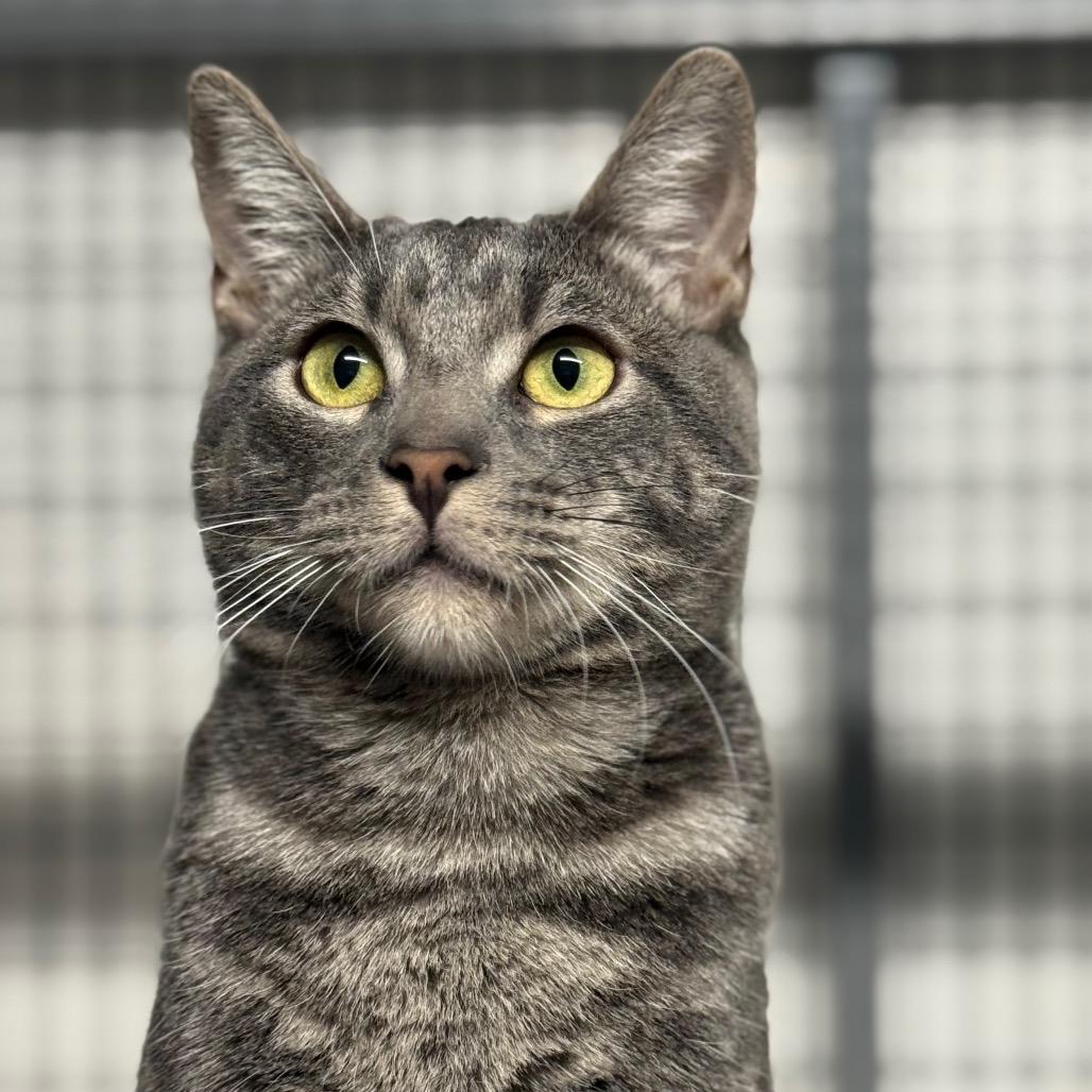 Phoenix, a Adoptable Domestic Short Hair in Redwood Valley, CA image 1/6