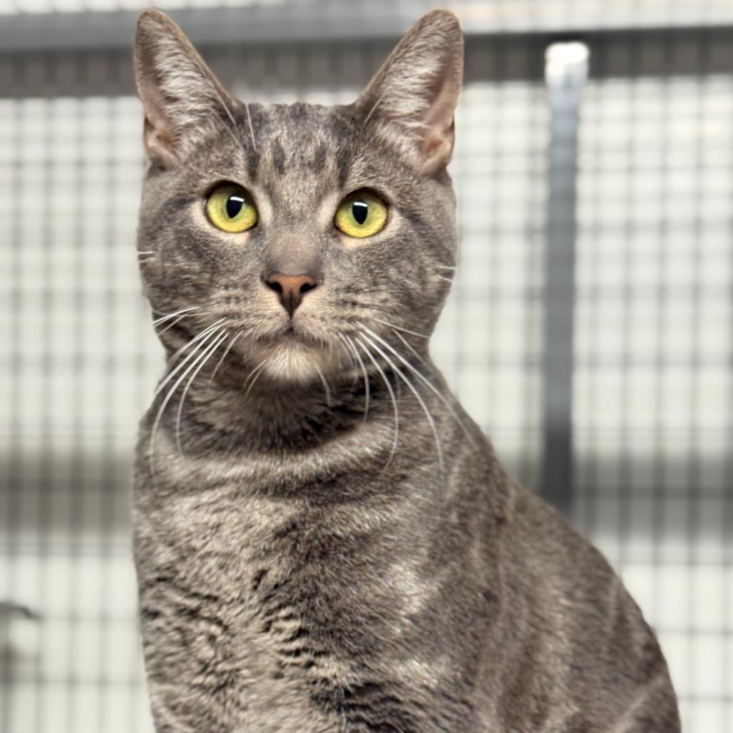 Phoenix, a Adoptable Domestic Short Hair in Redwood Valley, CA image 3/6