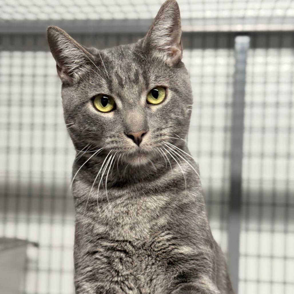 Phoenix, a Adoptable Domestic Short Hair in Redwood Valley, CA image 4/6