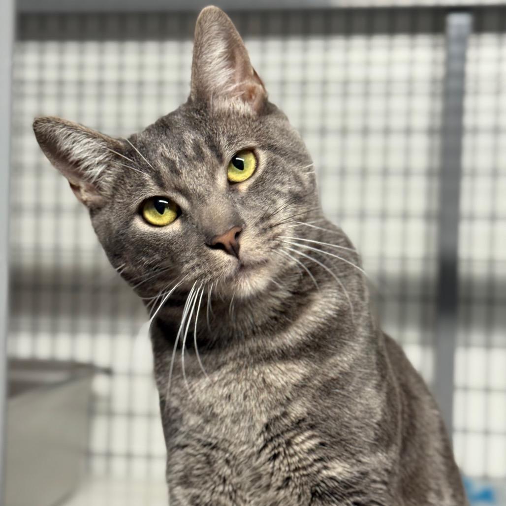 Phoenix, a Adoptable Domestic Short Hair in Redwood Valley, CA image 5/6