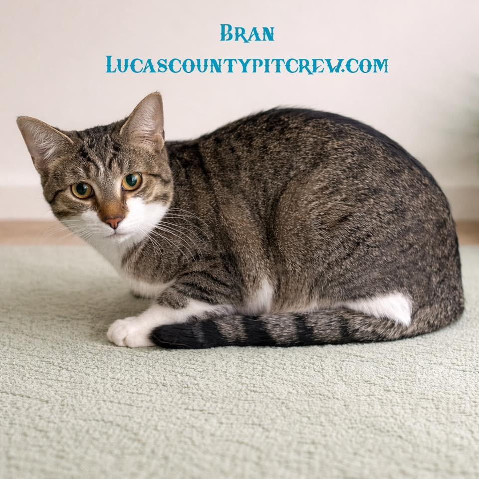 Bran, adoptable, Kitten Male Domestic Short Hair & Tabby.