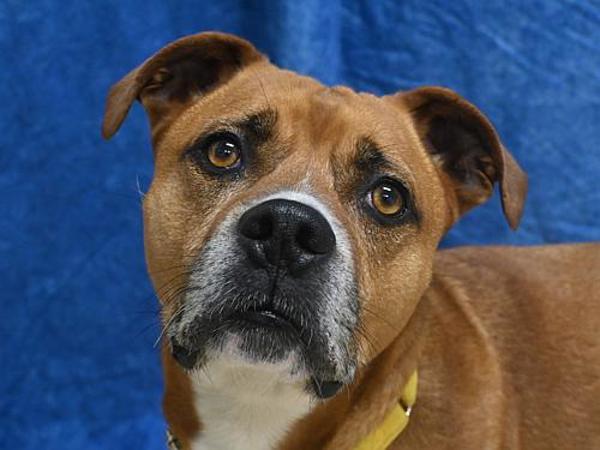 Enlarge Corkscrew, a Adoptable mixed breed in Portland, OR image 1/1