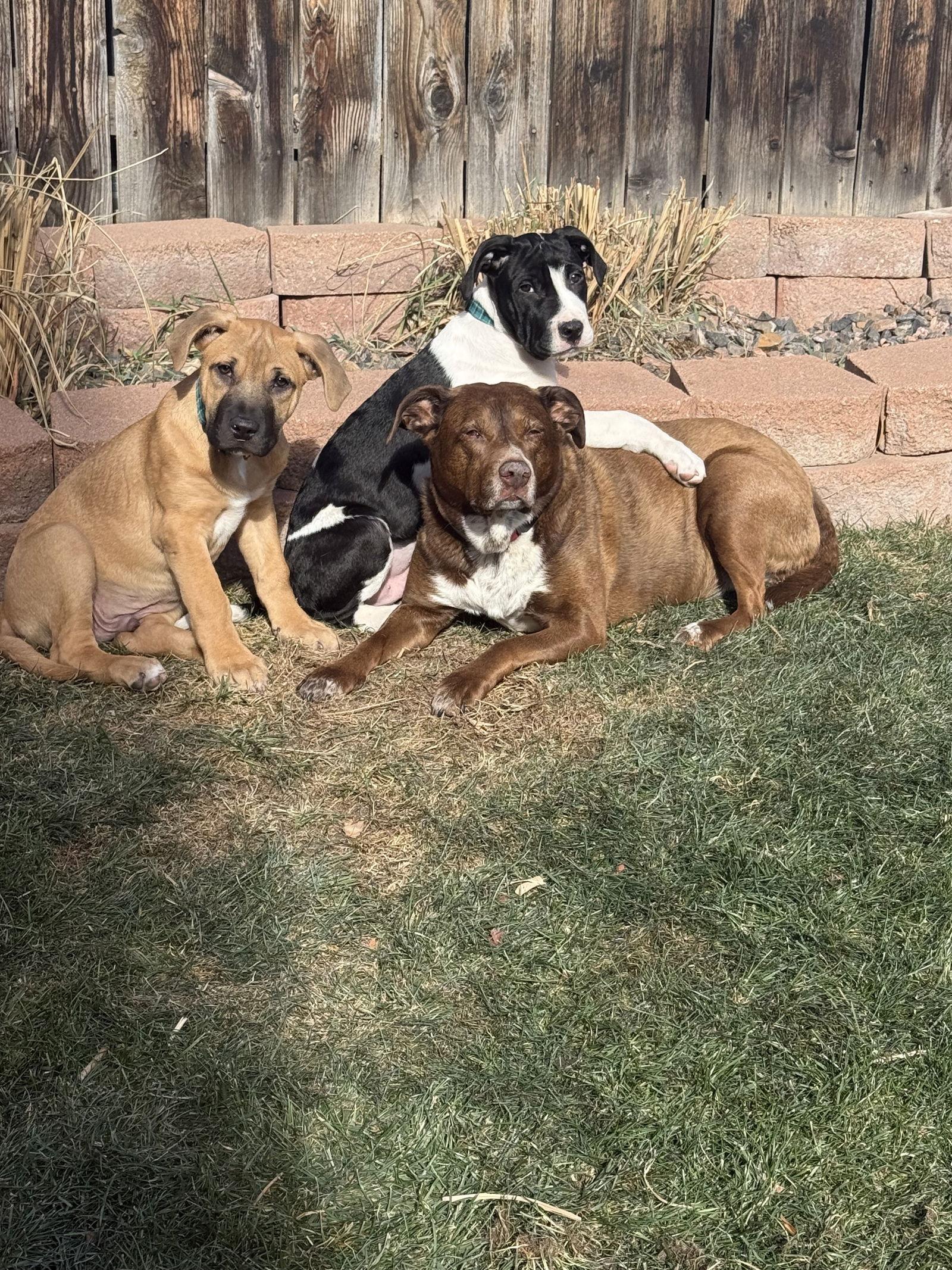 Charlie Brown, a Adopted mixed breed in Fort Collins, CO image 1/2