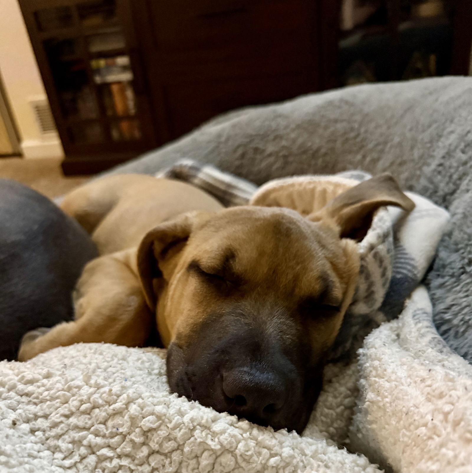 Charlie Brown, a Adopted mixed breed in Fort Collins, CO image 2/2