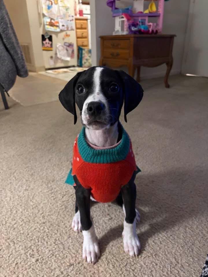 Abby, Adoptable, Puppy Female Terrier.