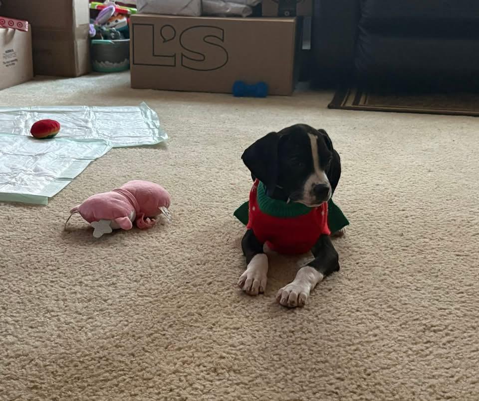 Enlarge Abby, a Adoptable Terrier in Berlin, NJ image 2/3