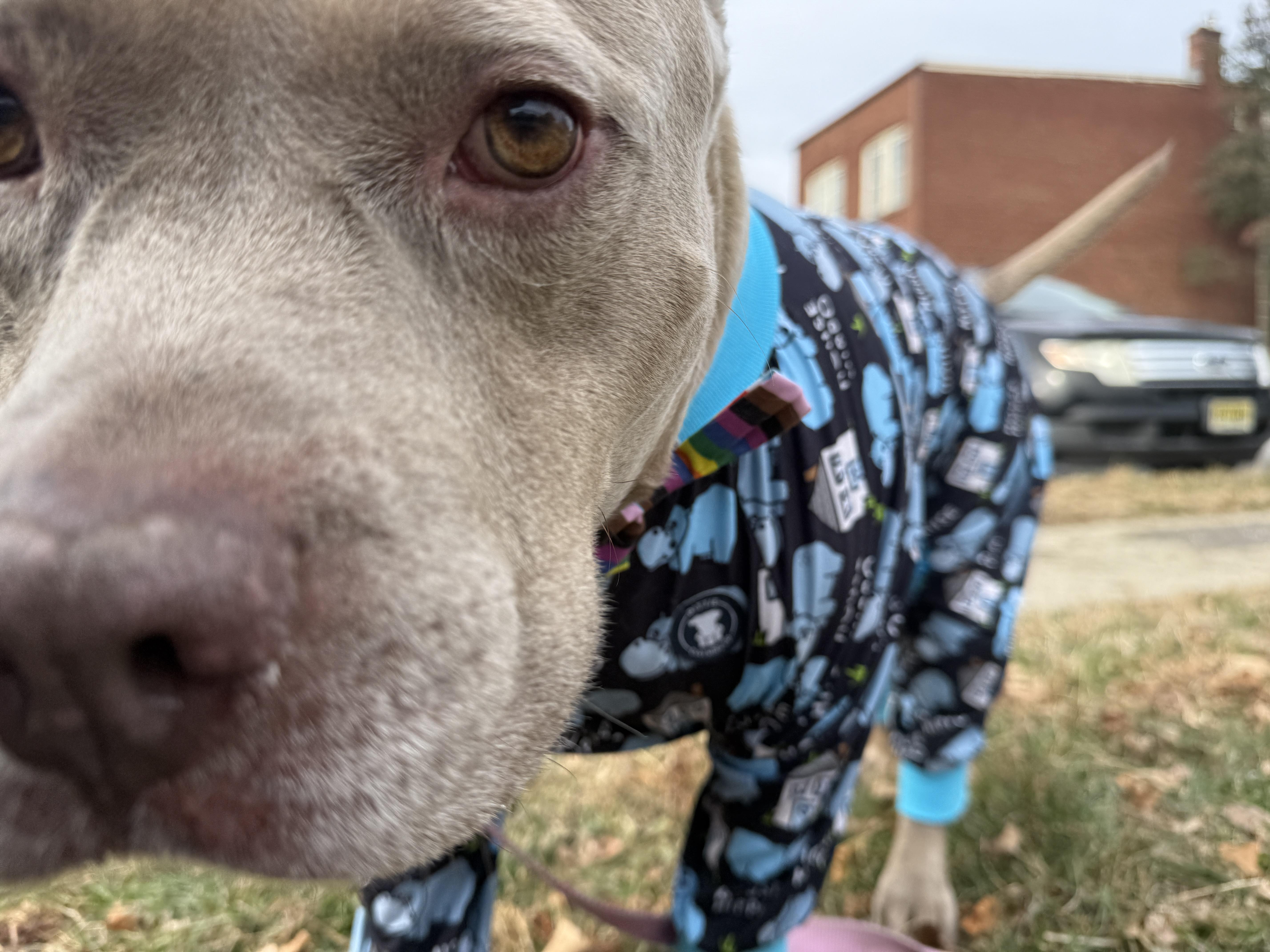 Bodhigentle Soul Looking For thumbnail 2