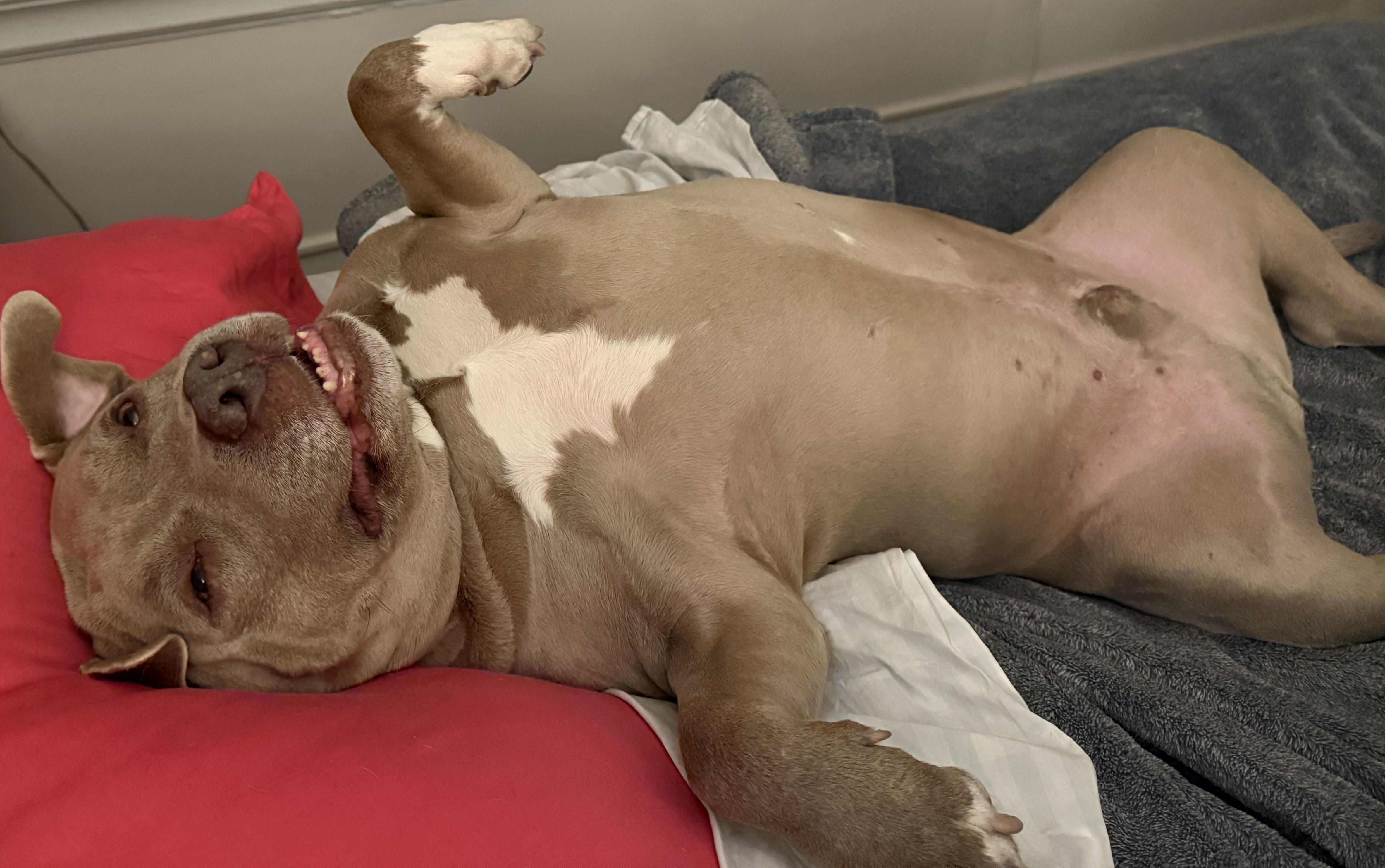 Bodhi--Gentle Soul Looking for His Zen Home, Adoptable, Adult Male American Bully.