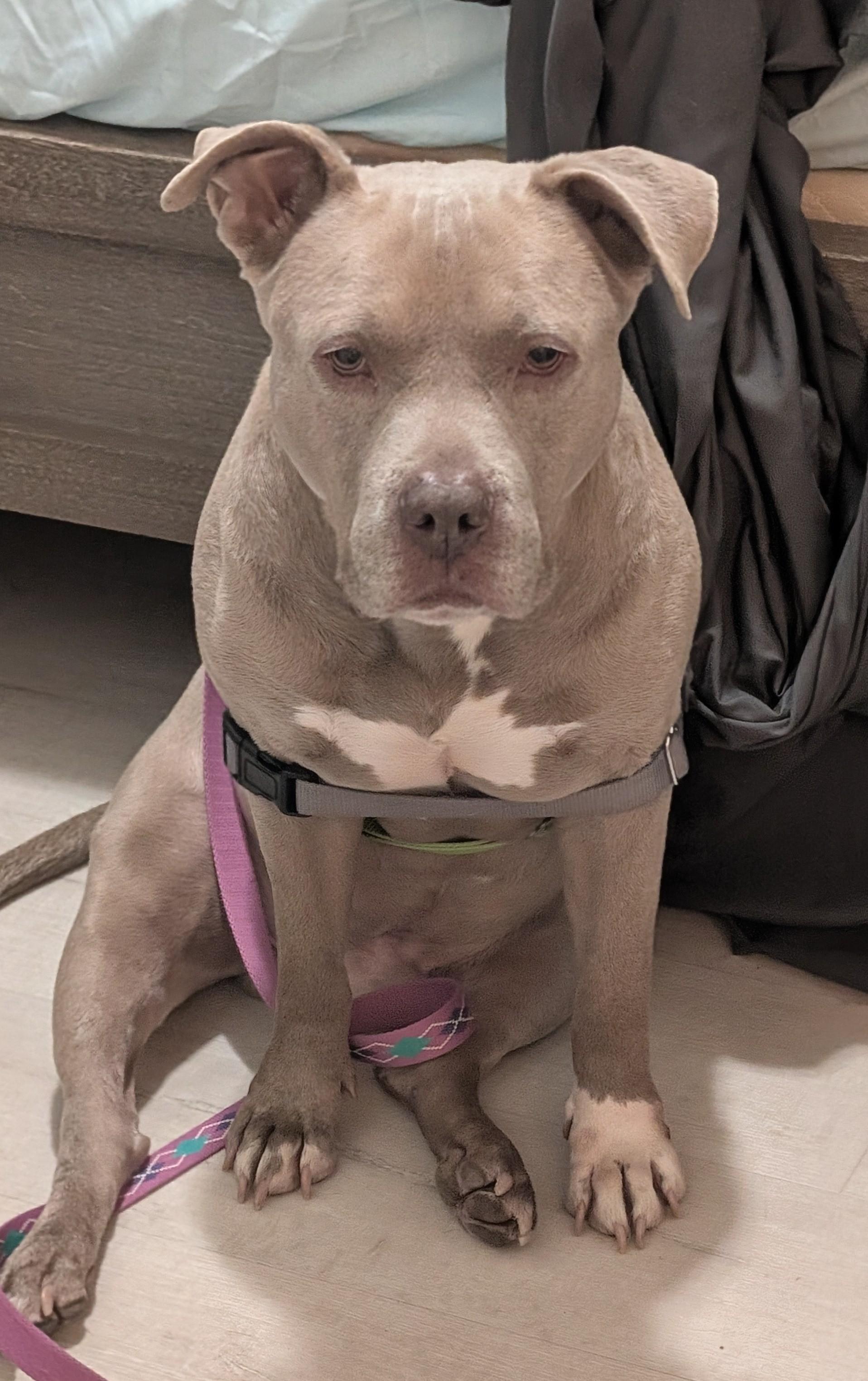 Bodhi--Gentle Soul Looking for His Zen Home