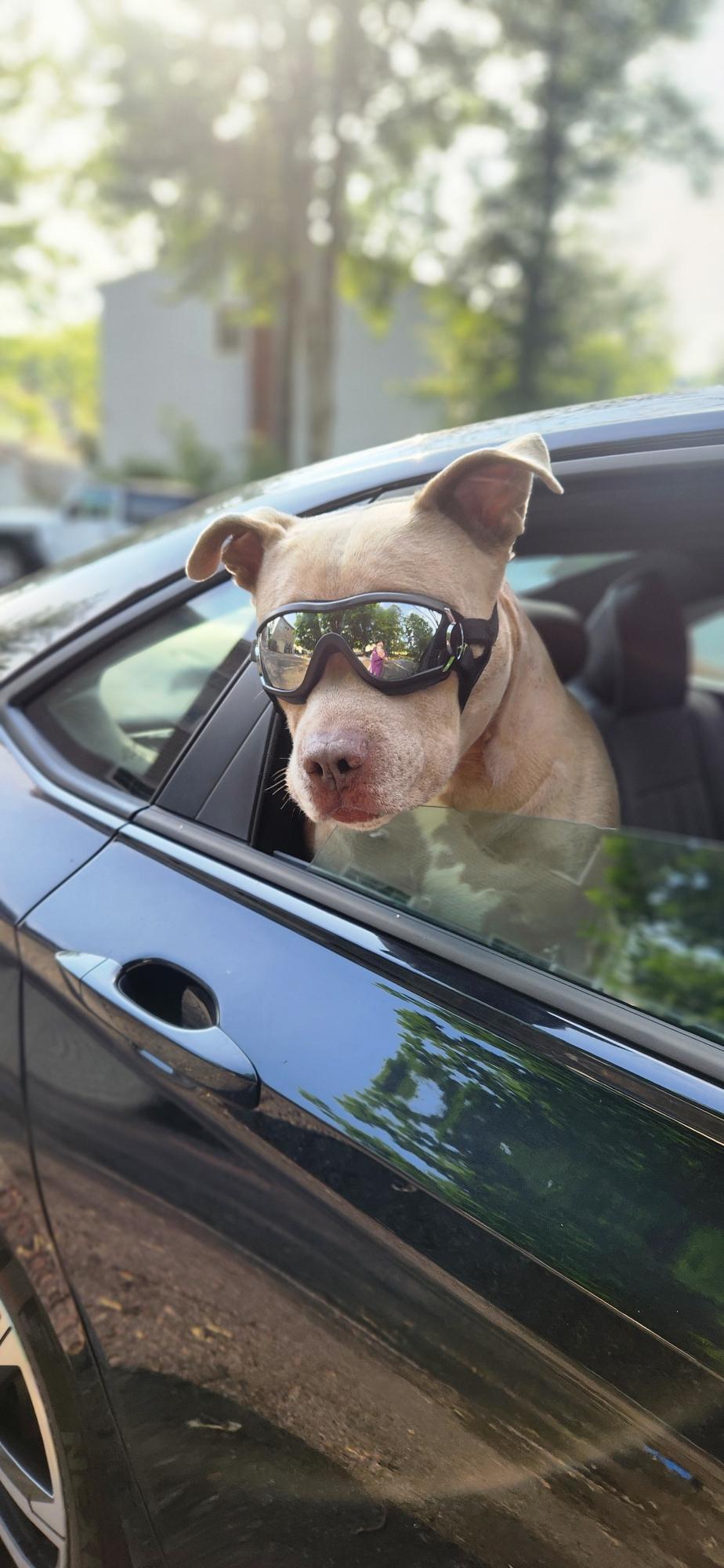Bodhi--Gentle Soul Looking for His Zen Home, Adoptable, Adult Male American Bully.