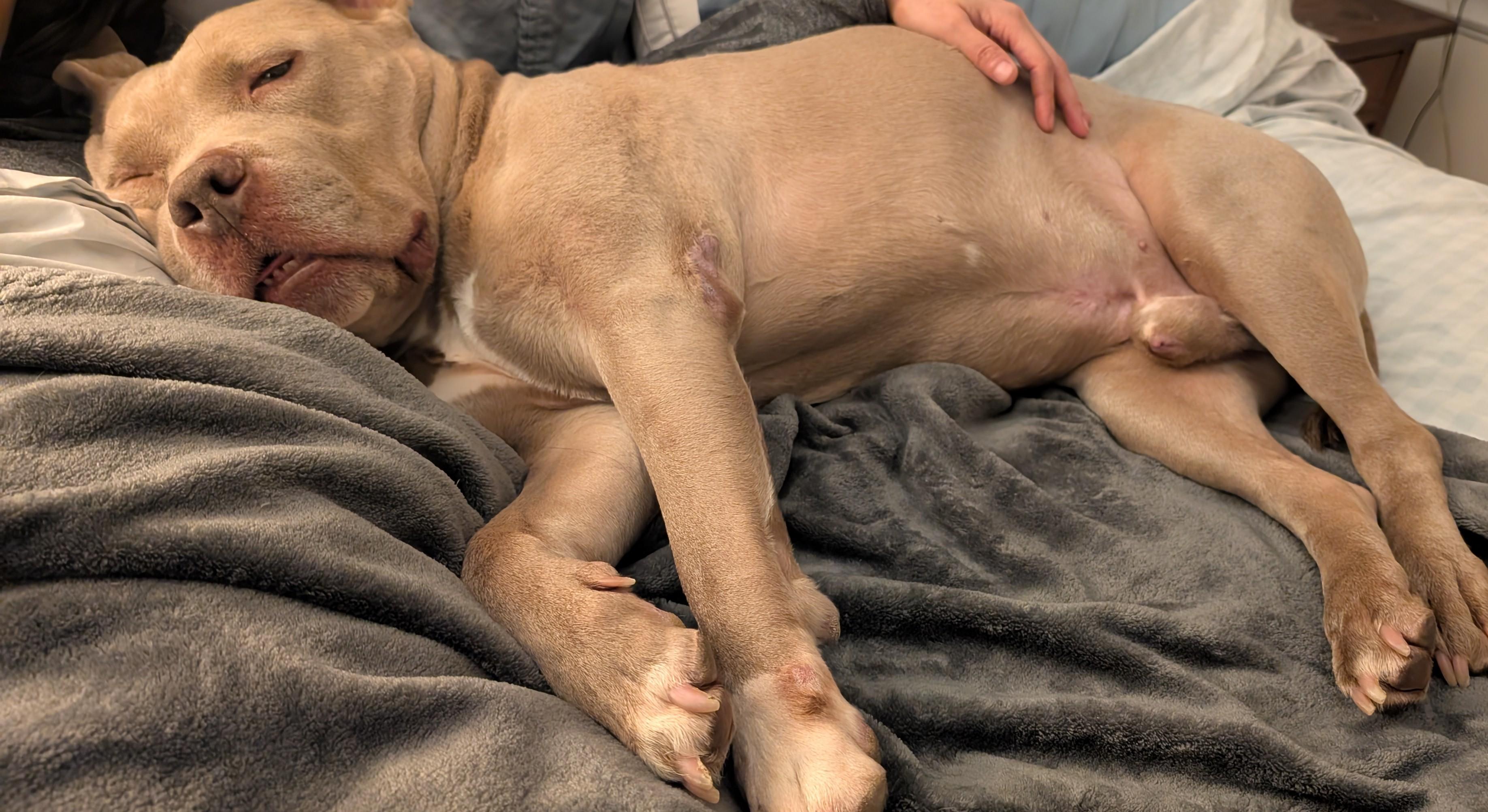 Bodhi--Gentle Soul Looking for His Zen Home, a Adoptable American Bully image 5/5