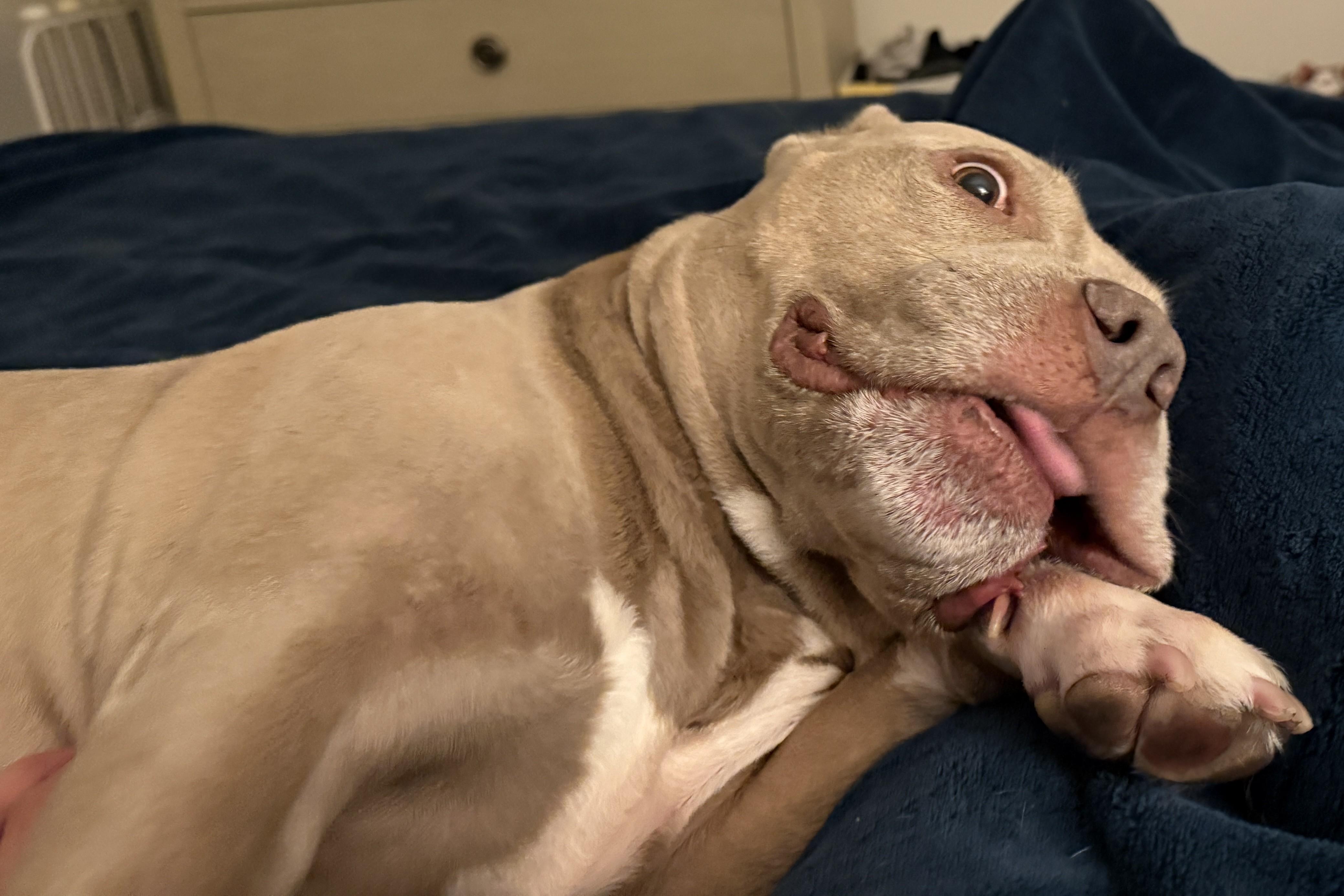 Bodhi--Gentle Soul Looking for His Zen Home, a Adoptable American Bully image 4/5