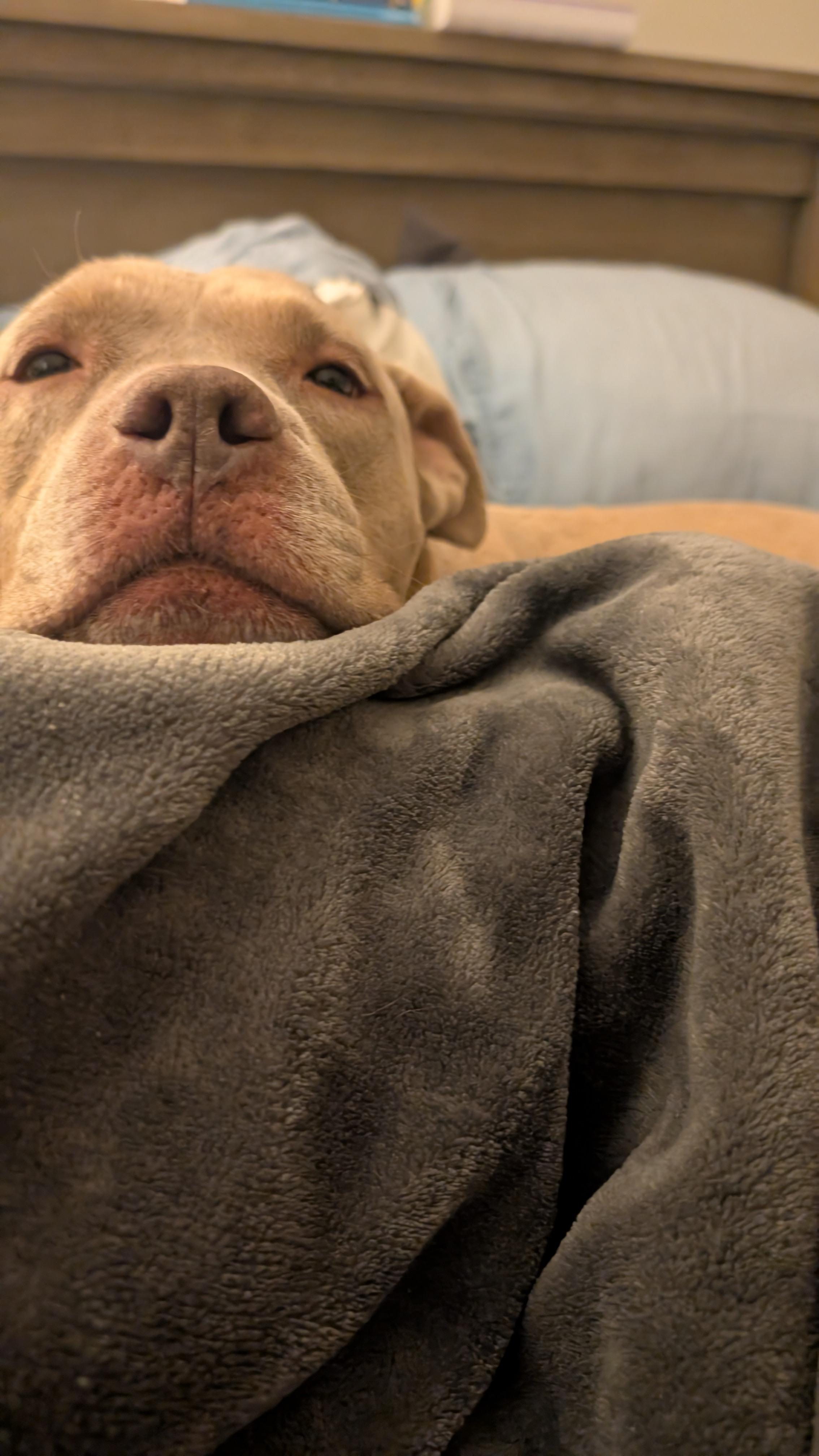 Bodhi--Gentle Soul Looking for His Zen Home, a Adoptable American Bully image 2/5