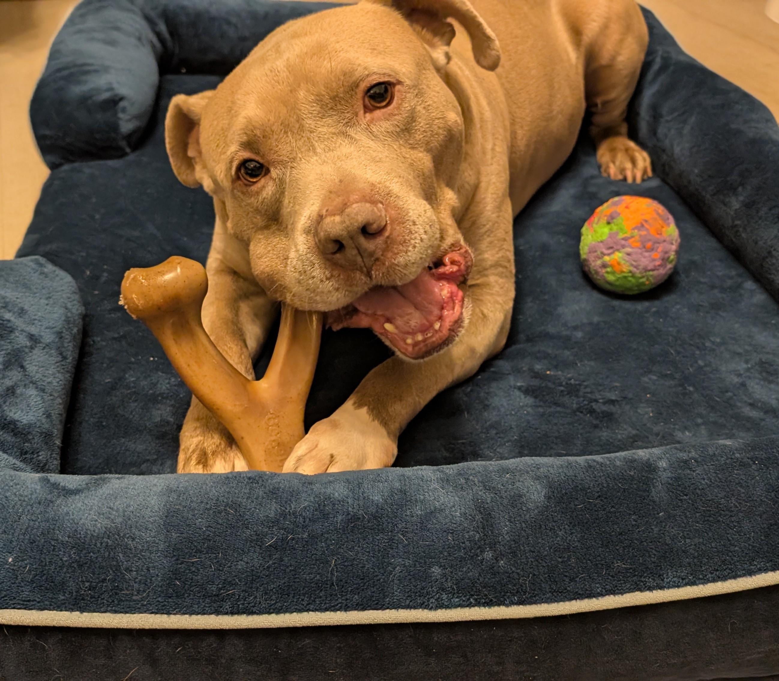 Bodhi--Gentle Soul Looking for His Zen Home, a Adoptable American Bully image 3/5