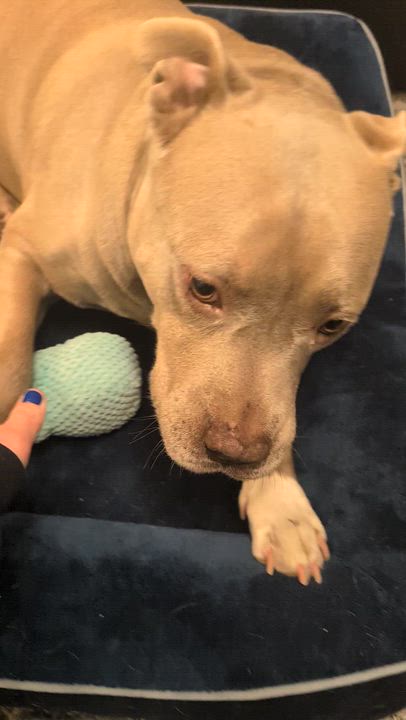 Enlarge Bodhi--Gentle Soul Looking for His Zen Home, a Adoptable American Bully in Palisades Park, NJ video 3/3