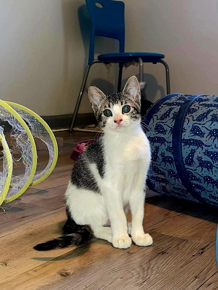 Honeybee, Adoptable, Kitten Female Domestic Short Hair.