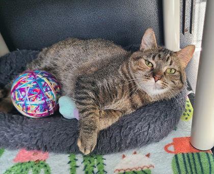 Enlarge 6607 (Lola), a Adoptable Domestic Short Hair in Lake City, MI image 1/1
