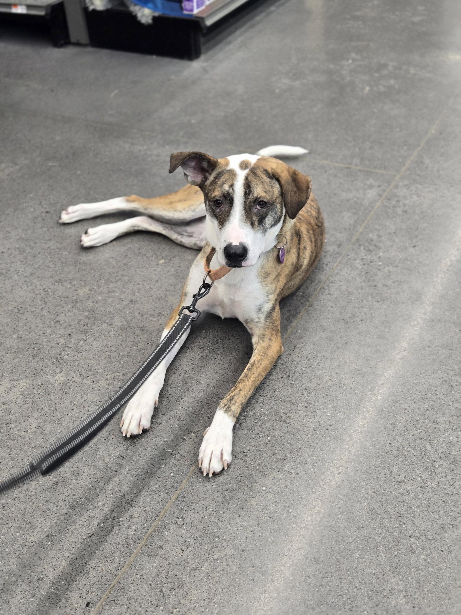 McCartney, a Adopted Australian Cattle Dog / Blue Heeler in Minneapolis, MN image 1/3