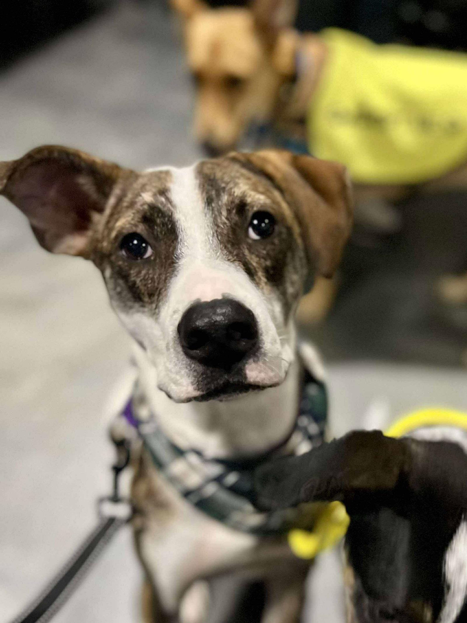 McCartney, a Adopted Australian Cattle Dog / Blue Heeler in Minneapolis, MN image 2/3