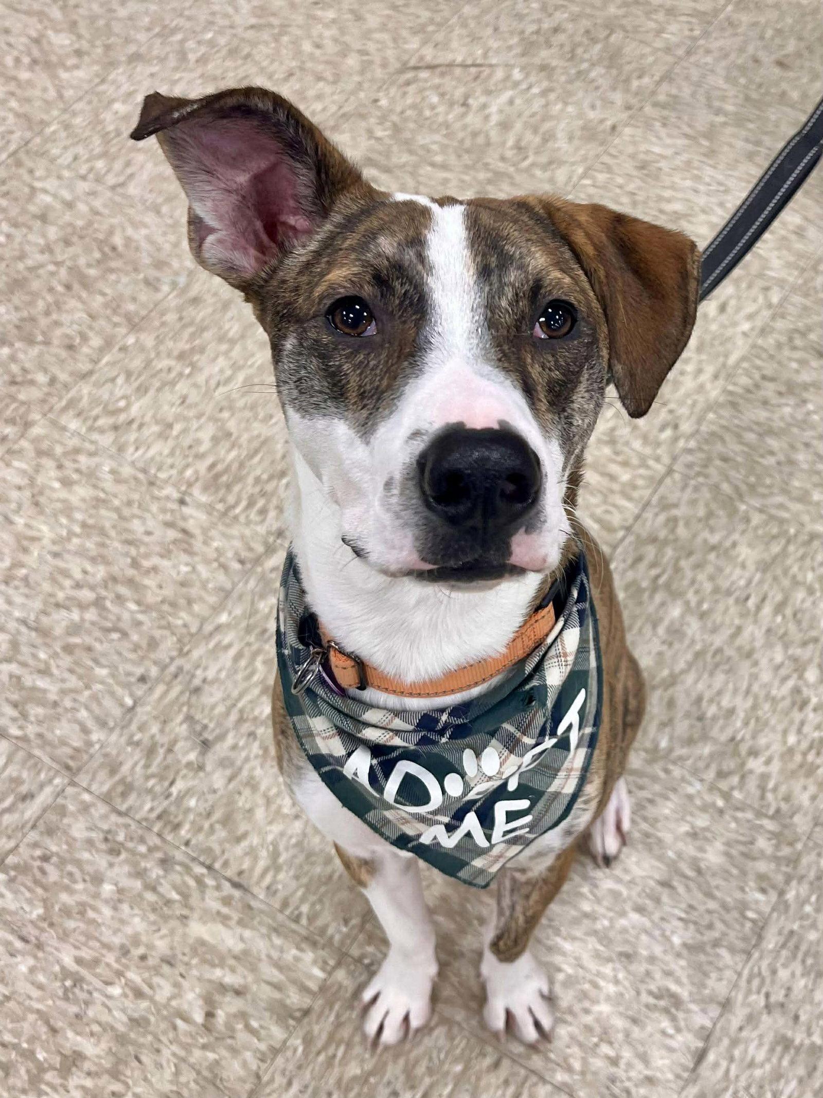 McCartney, a Adopted Australian Cattle Dog / Blue Heeler in Minneapolis, MN image 3/3
