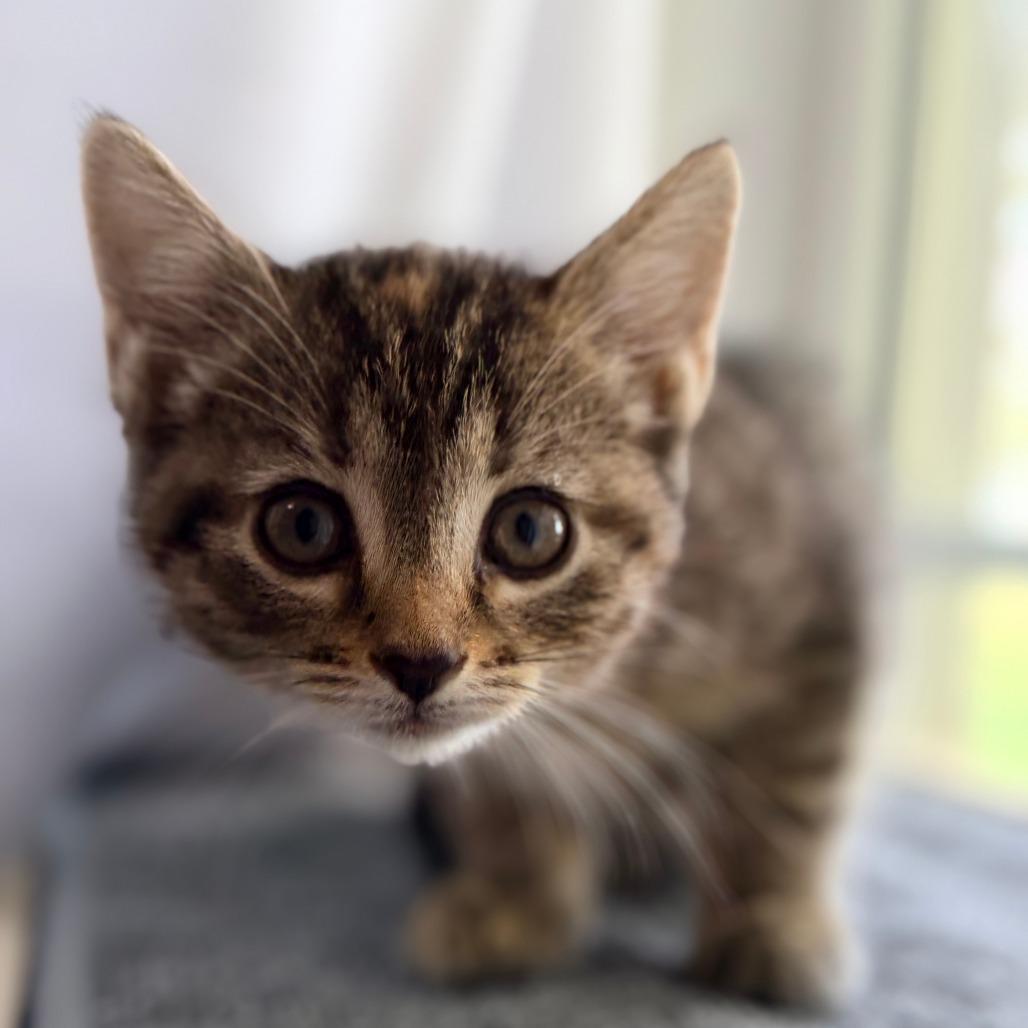 Vidia, Adoptable, Kitten Female Domestic Short Hair.