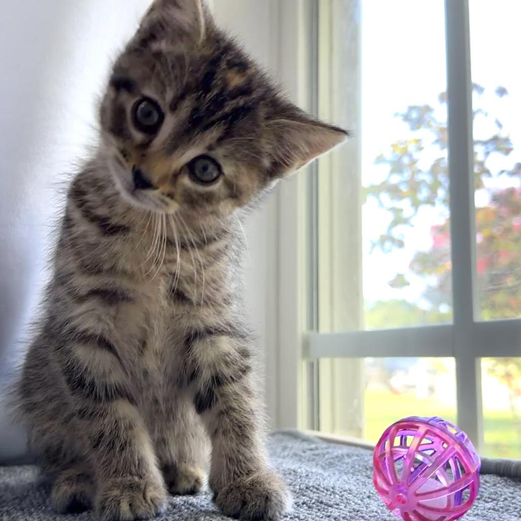 Enlarge Vidia, a Adoptable Domestic Short Hair in Mebane, NC image 4/6