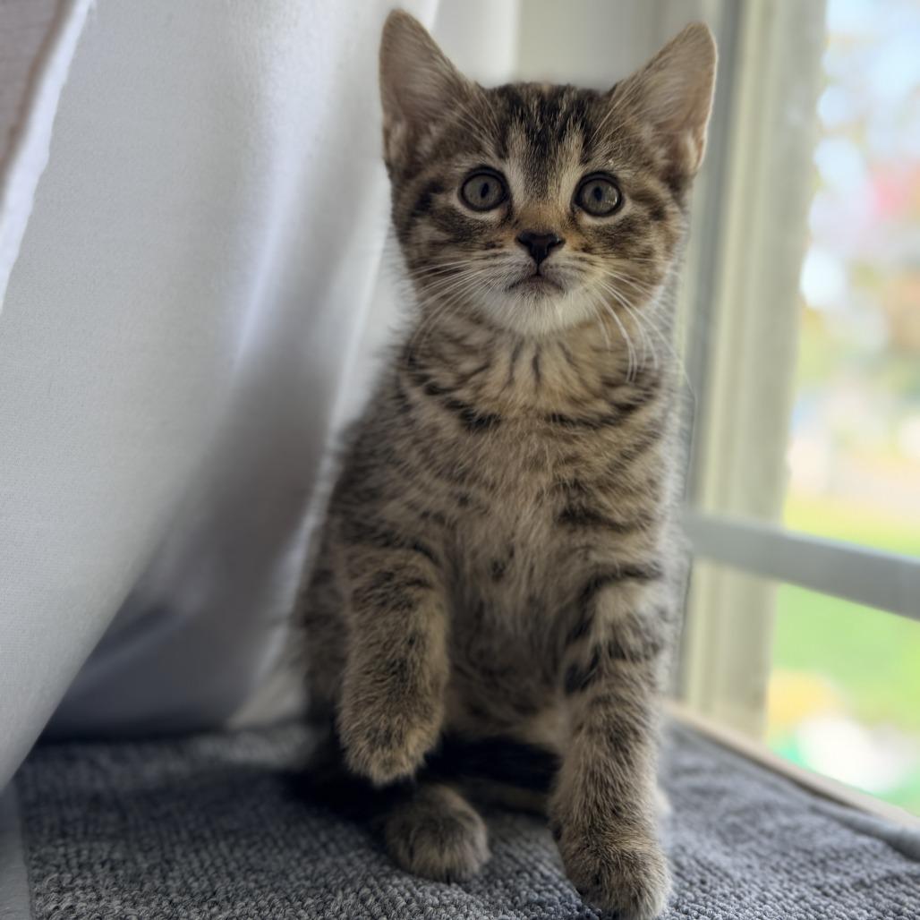 Enlarge Vidia, a Adoptable Domestic Short Hair in Mebane, NC image 5/6
