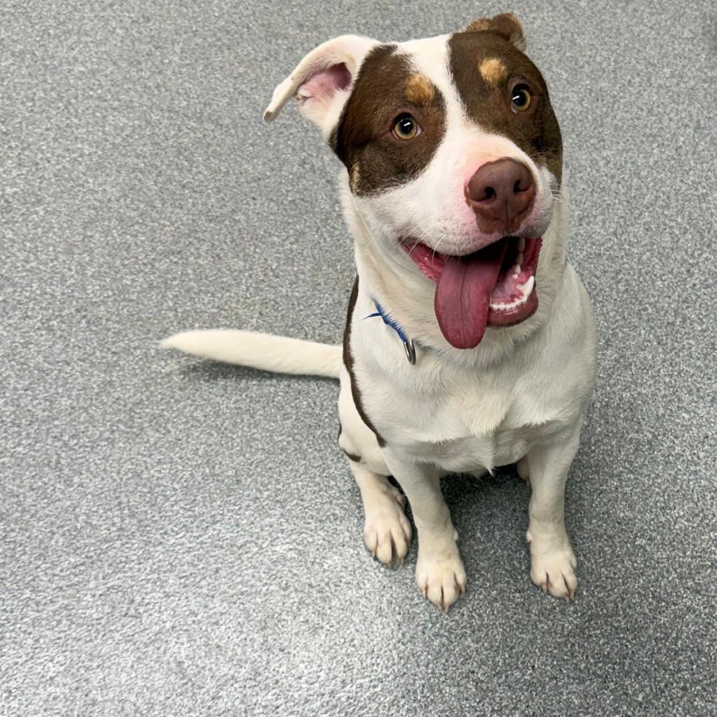 Enlarge Khaki, a Adoptable Mixed Breed in Batavia, OH image 1/2