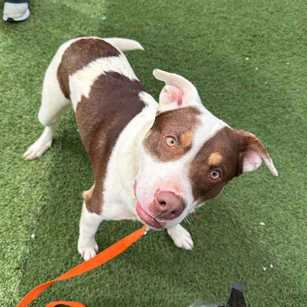 Enlarge Khaki, a Adoptable Mixed Breed in Batavia, OH image 2/2