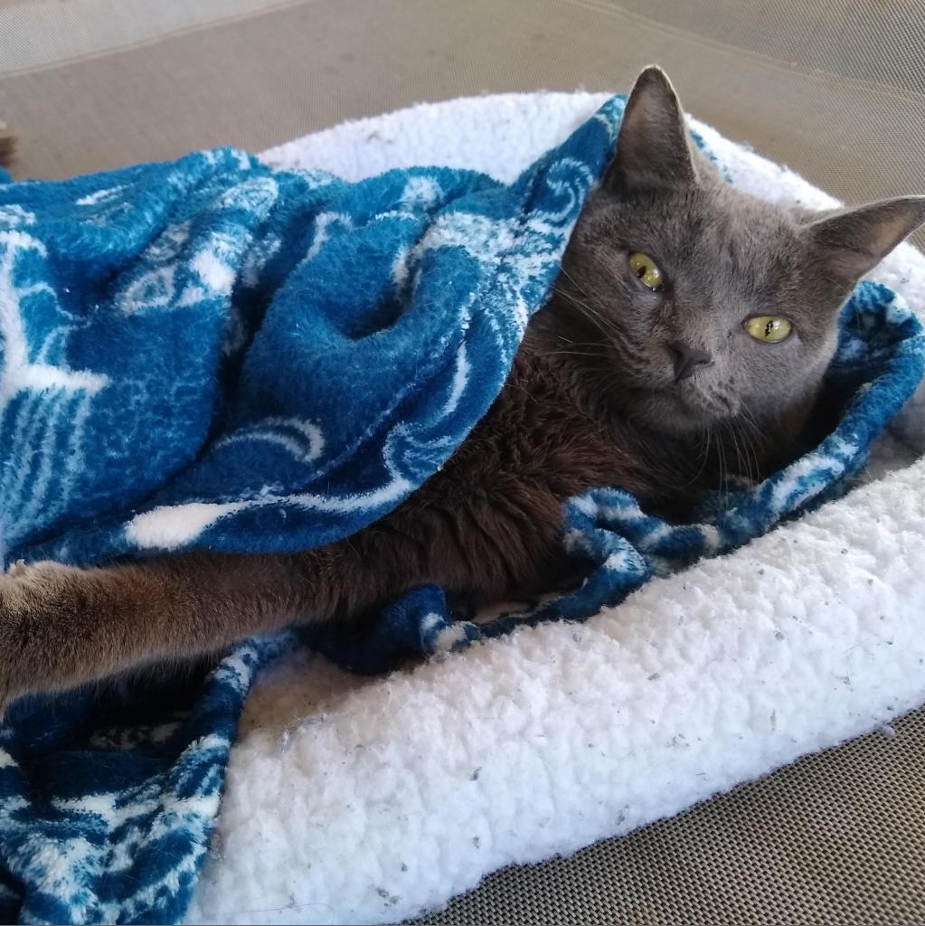 Rocket — thumbnail 2