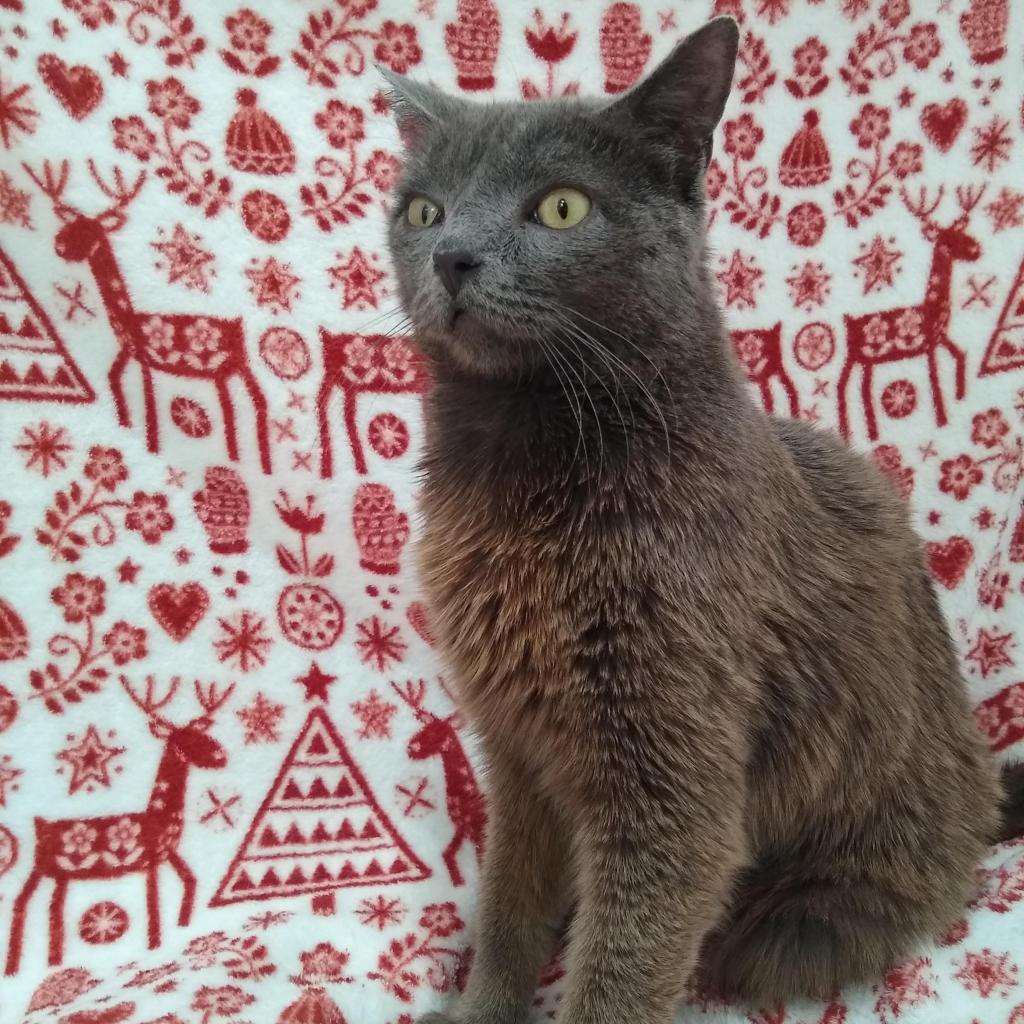 Rocket — thumbnail 4