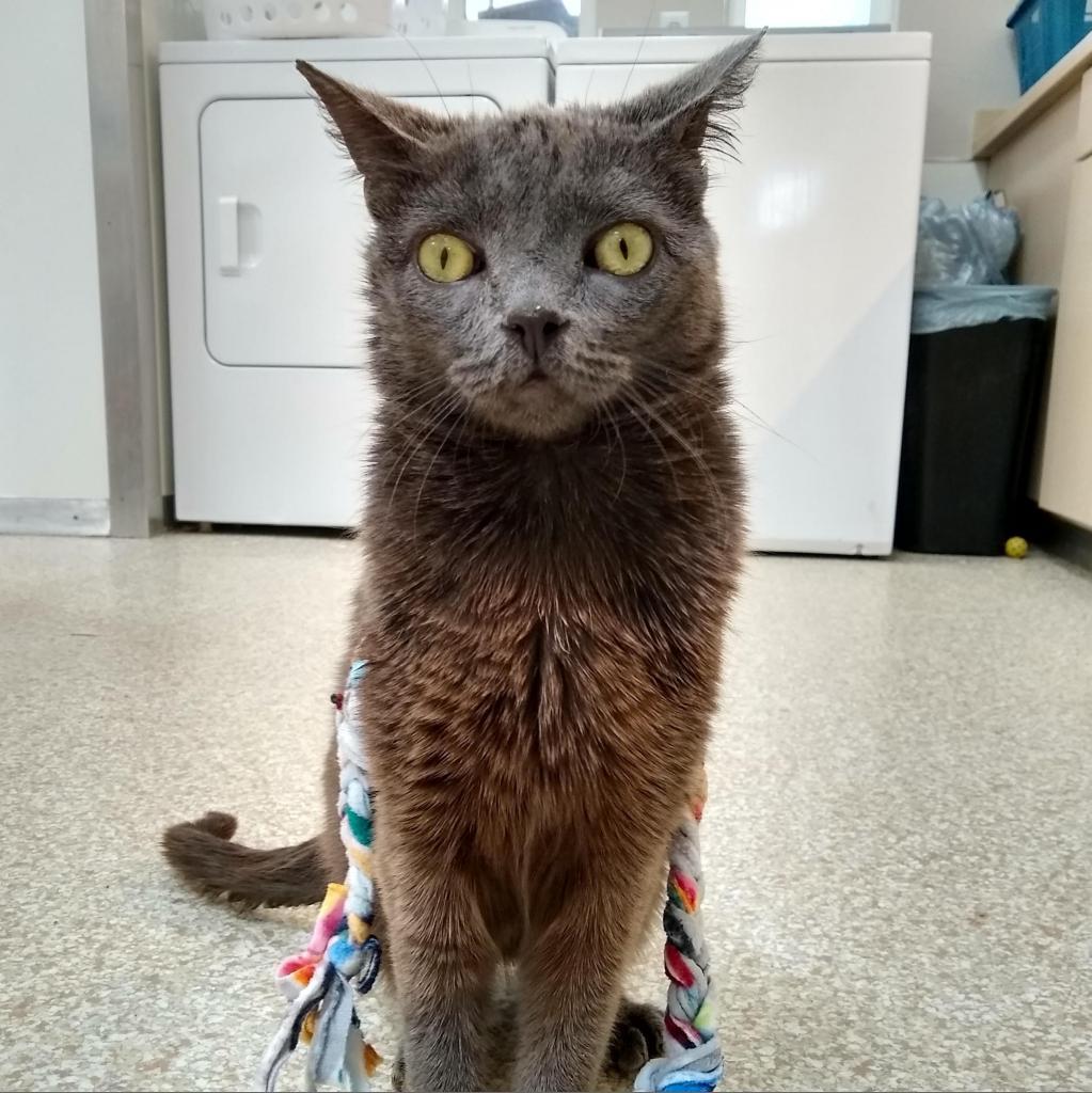 Rocket — thumbnail 5