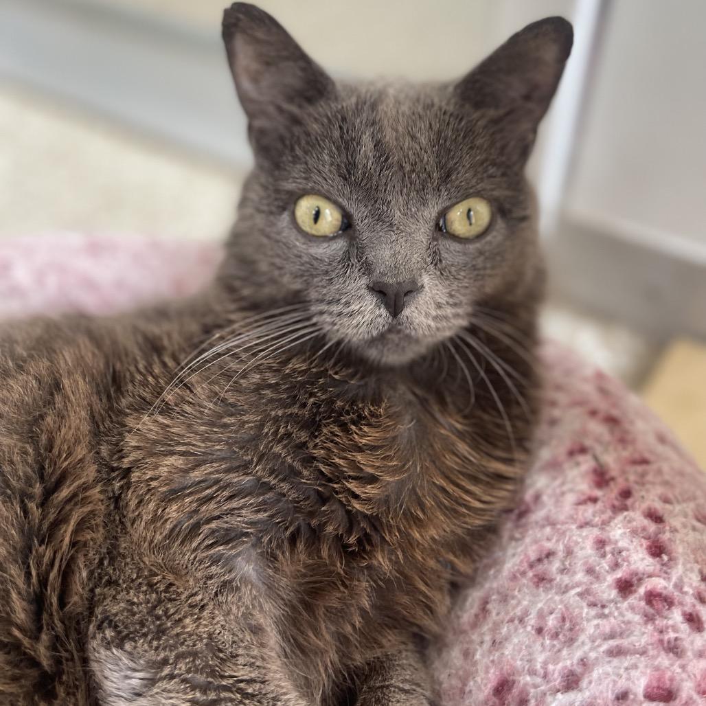 Rocket — thumbnail 6