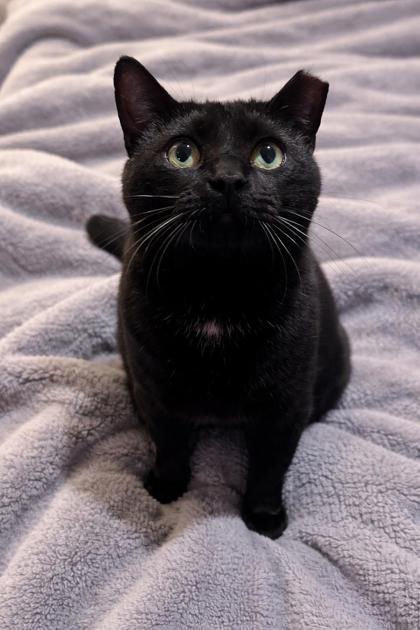 Ollie, Adoptable, Adult Male Domestic Short Hair & Domestic Short Hair.