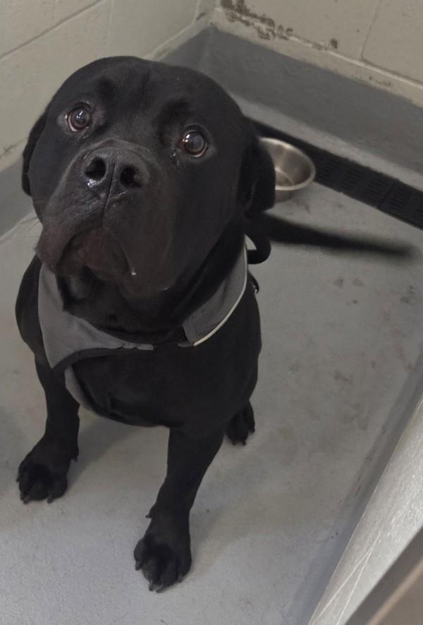 Enlarge Peter, a Adoptable mixed breed in Salem, OR image 3/6