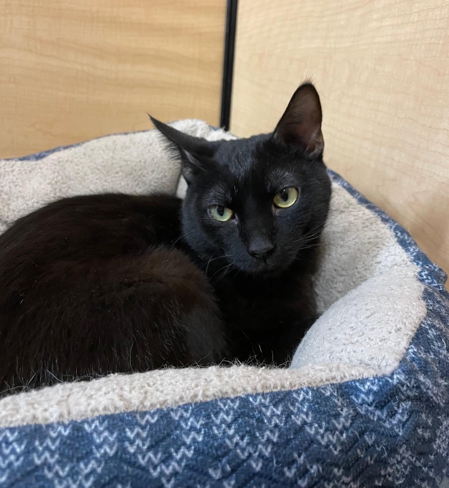 Pocus , adopted, Kitten Male Domestic Short Hair.