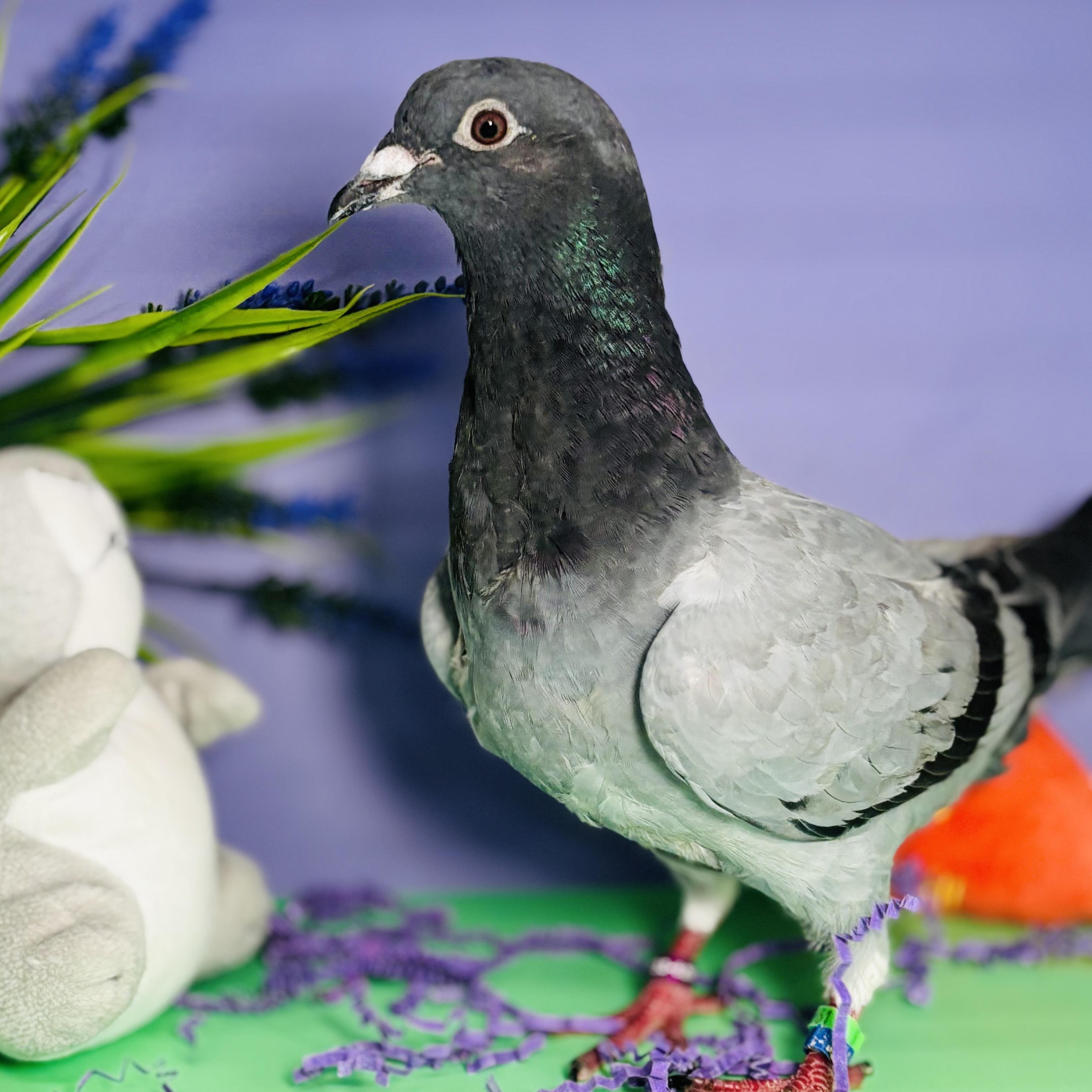 Cassiopeia, Adoptable, Young Unknown Pigeon.