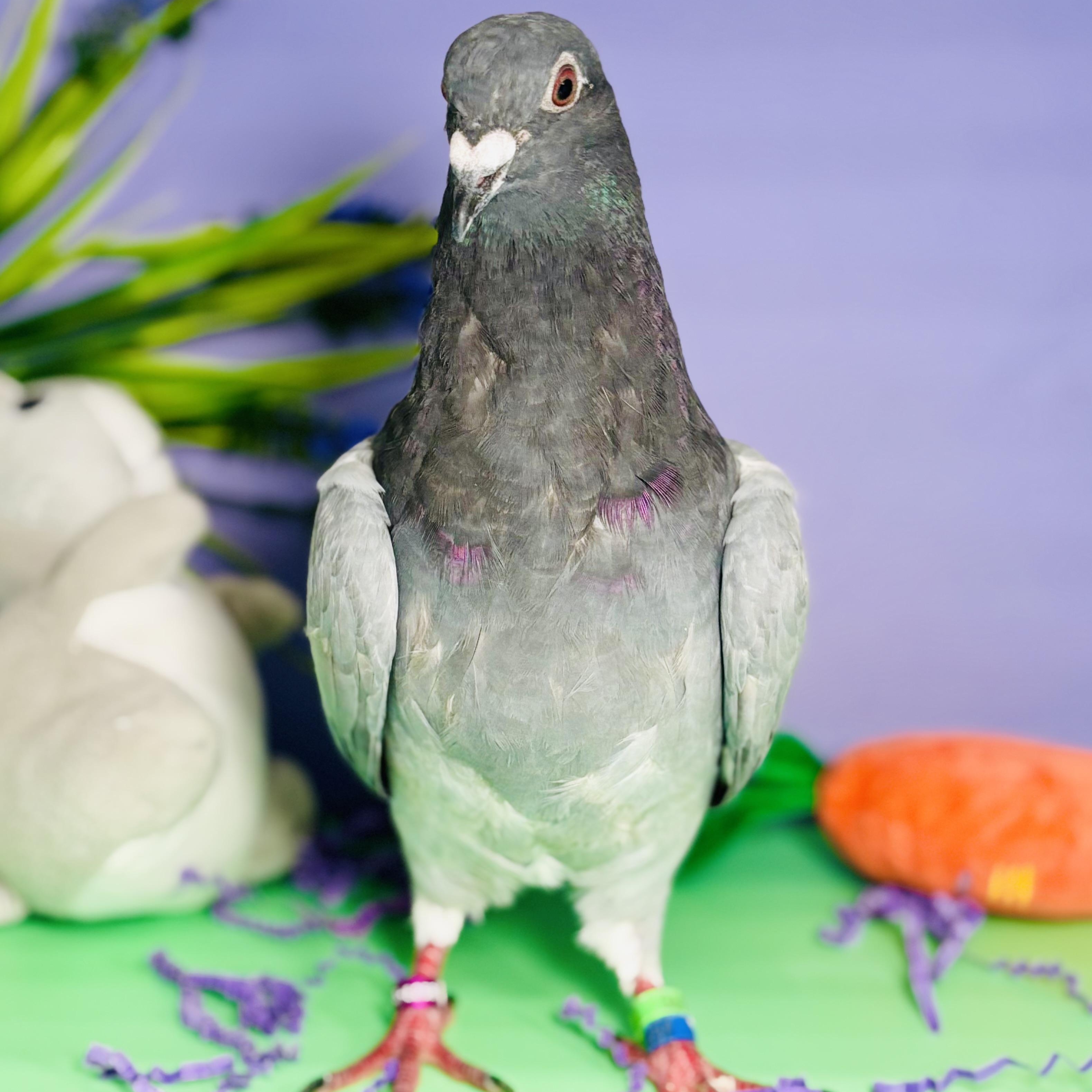 Enlarge Cassiopeia, a Adoptable Pigeon in Chicago, IL image 2/6