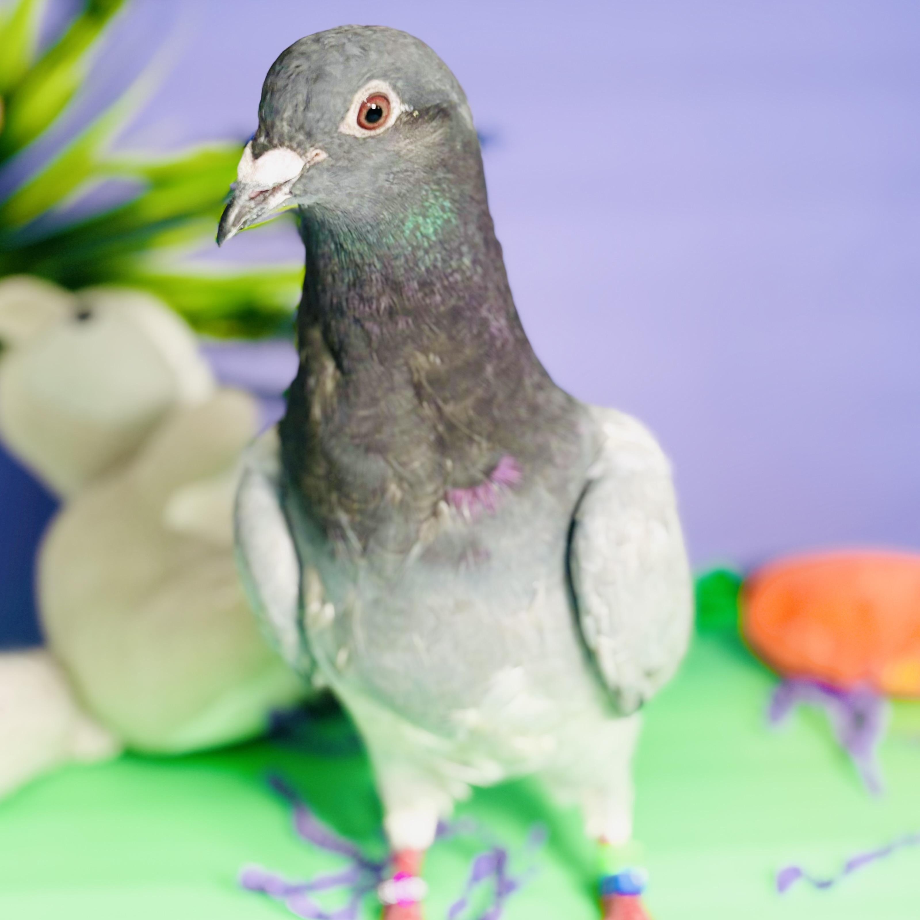 Enlarge Cassiopeia, a Adoptable Pigeon in Chicago, IL image 4/6