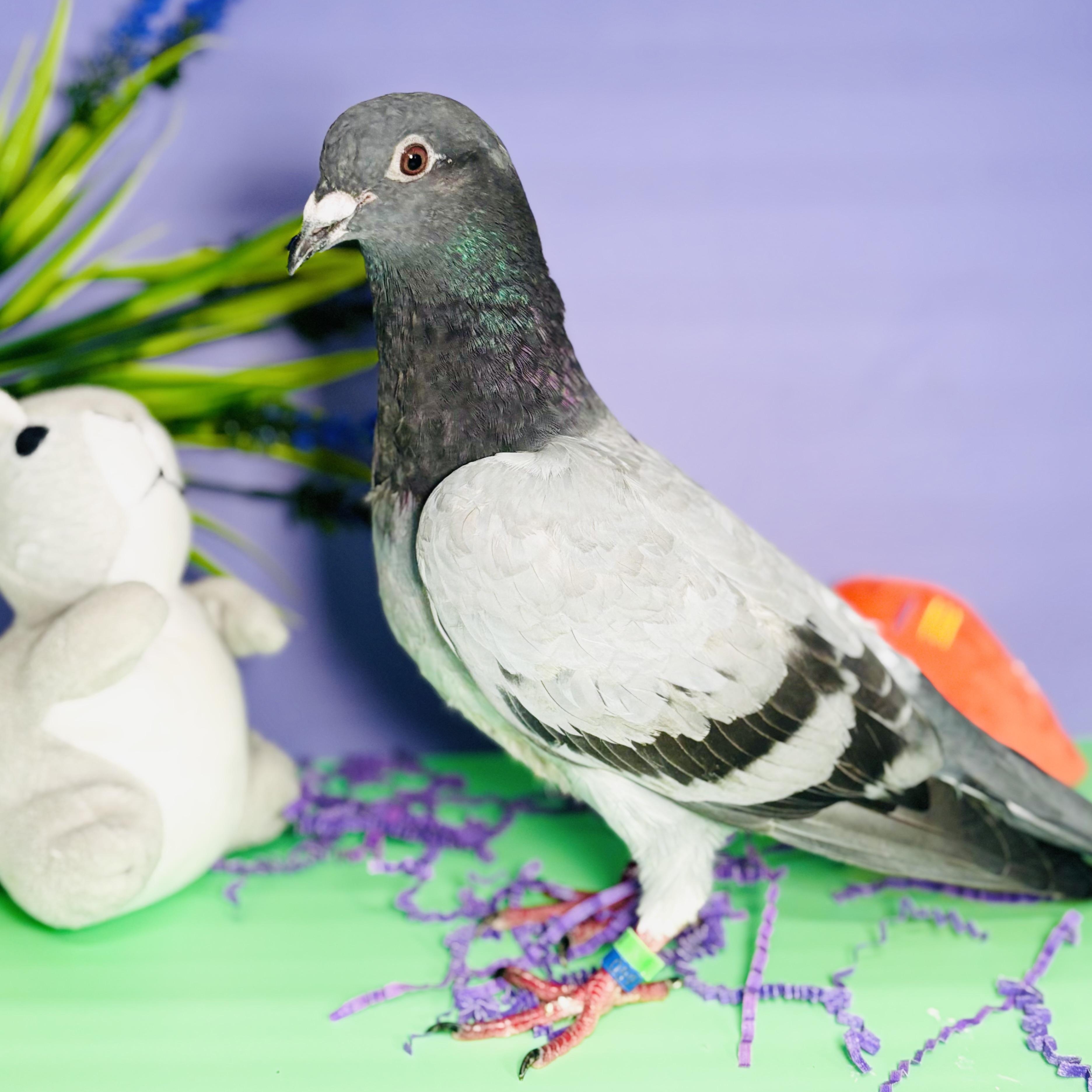 Enlarge Cassiopeia, a Adoptable Pigeon in Chicago, IL image 6/6